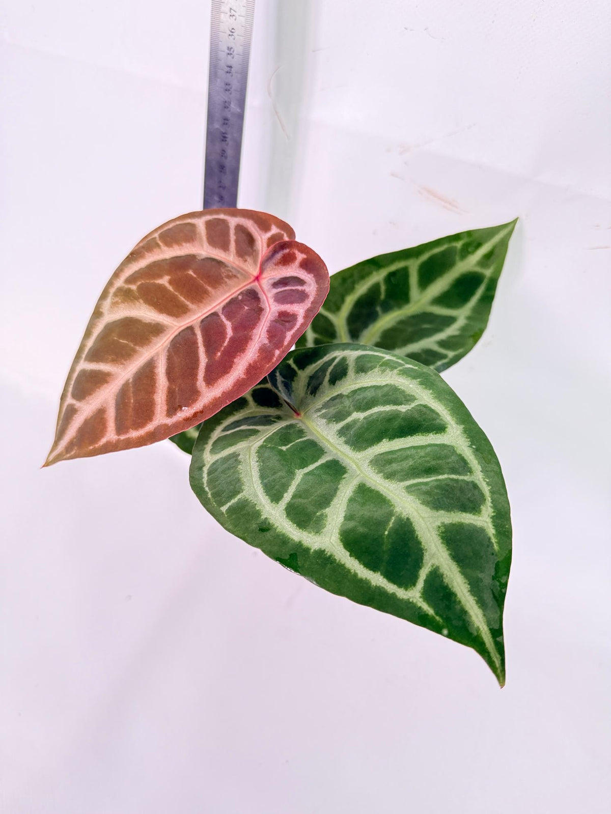 Anthurium Tezula Red Crystallinum x SKG Silver 4