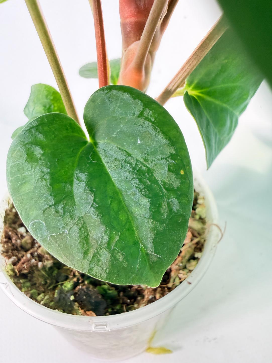 Anthurium Vein Dark Phoenix 08