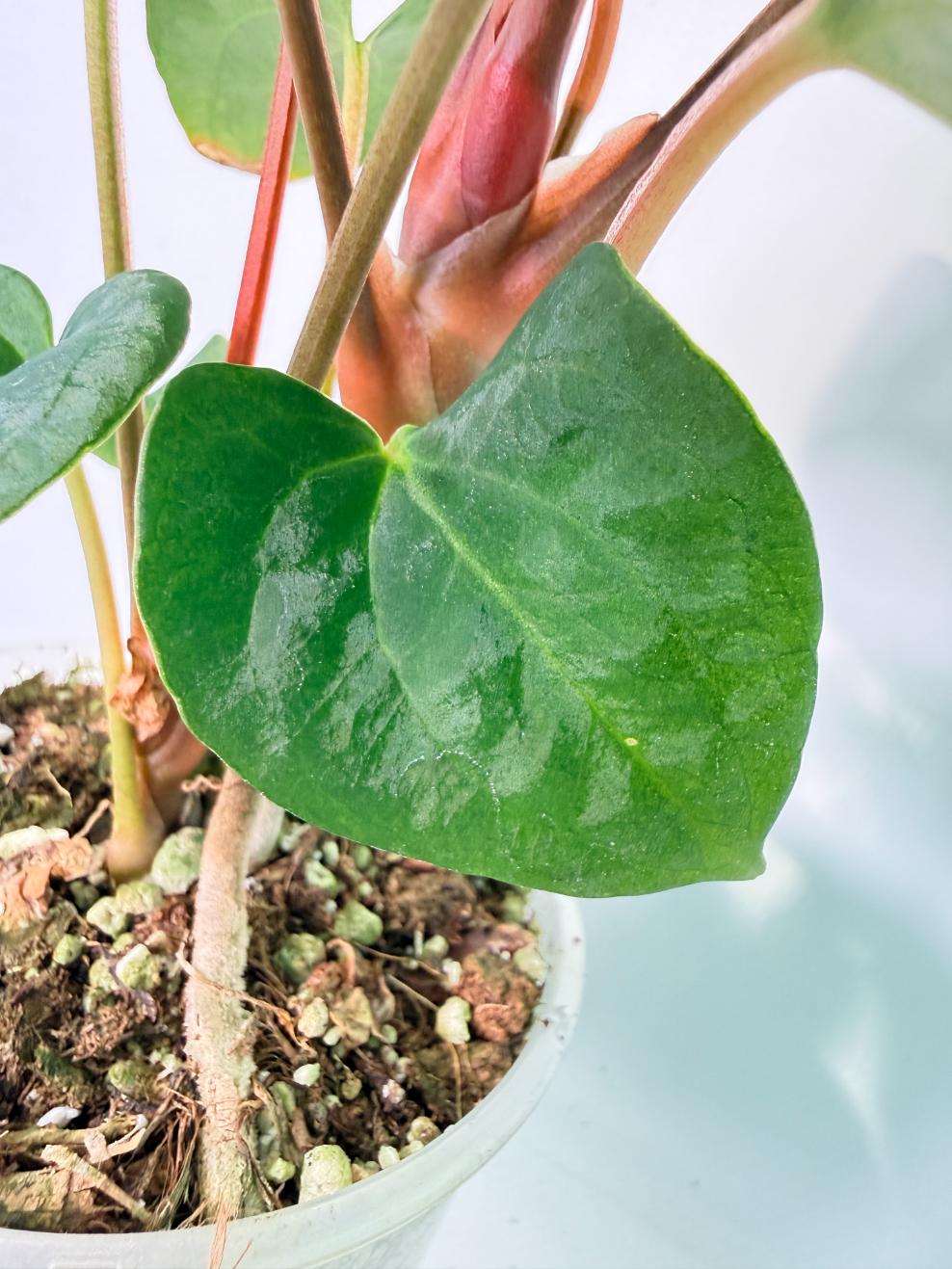 Anthurium Vein Dark Phoenix 09