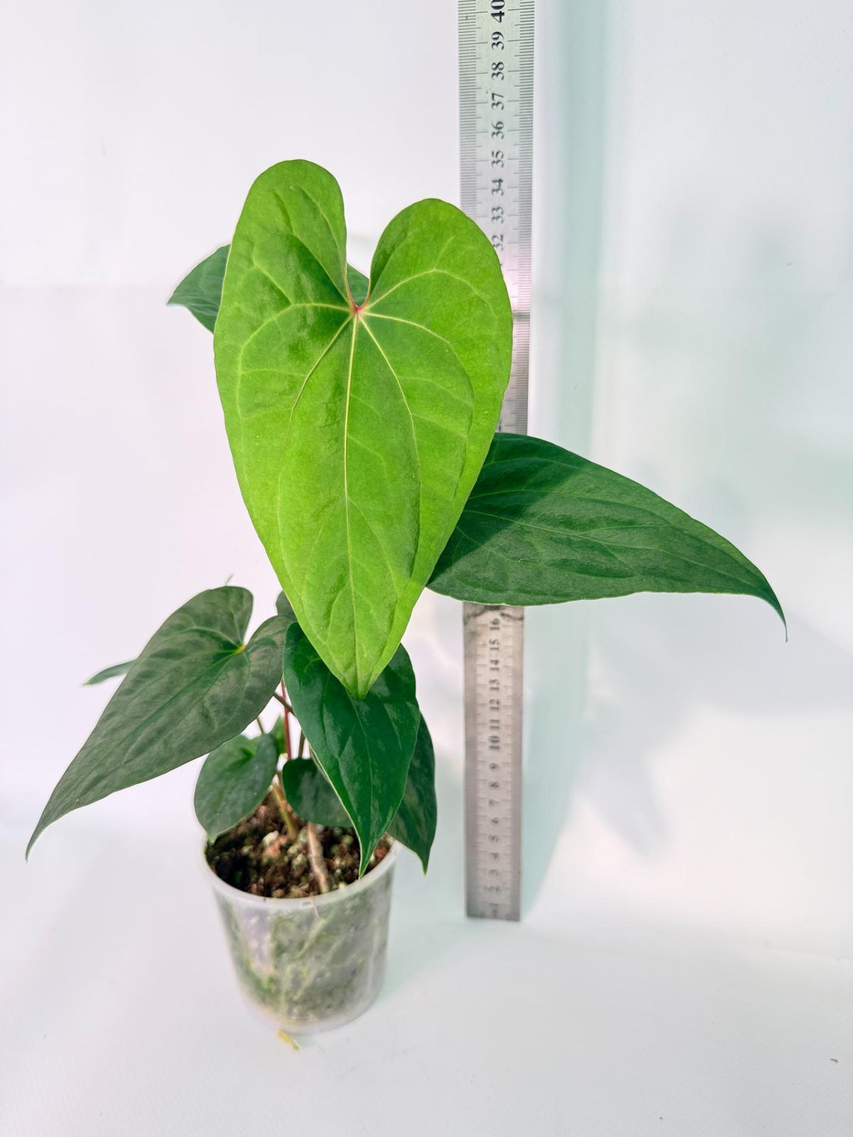 Anthurium Vein Dark Phoenix 10