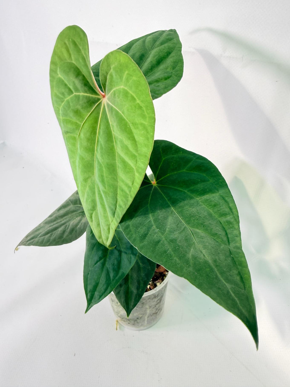 Anthurium Vein Dark Phoenix 01