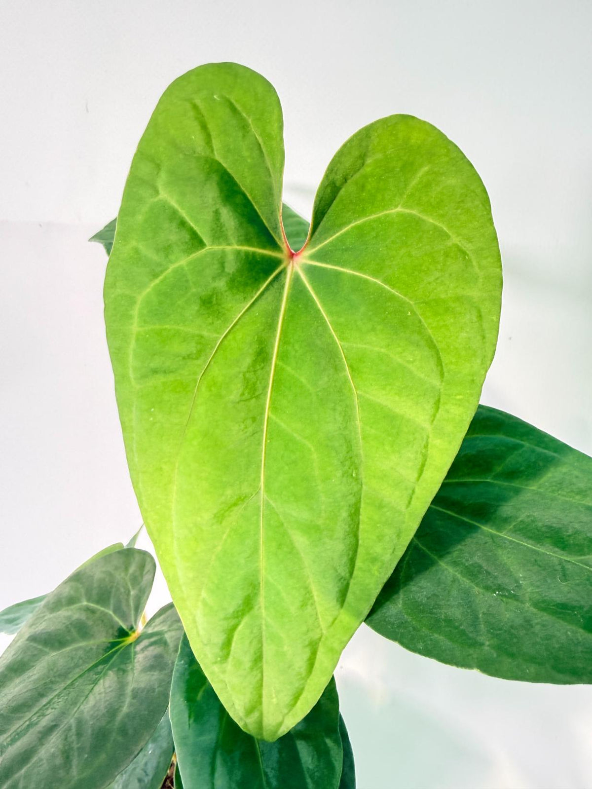 Anthurium Vein Dark Phoenix 03