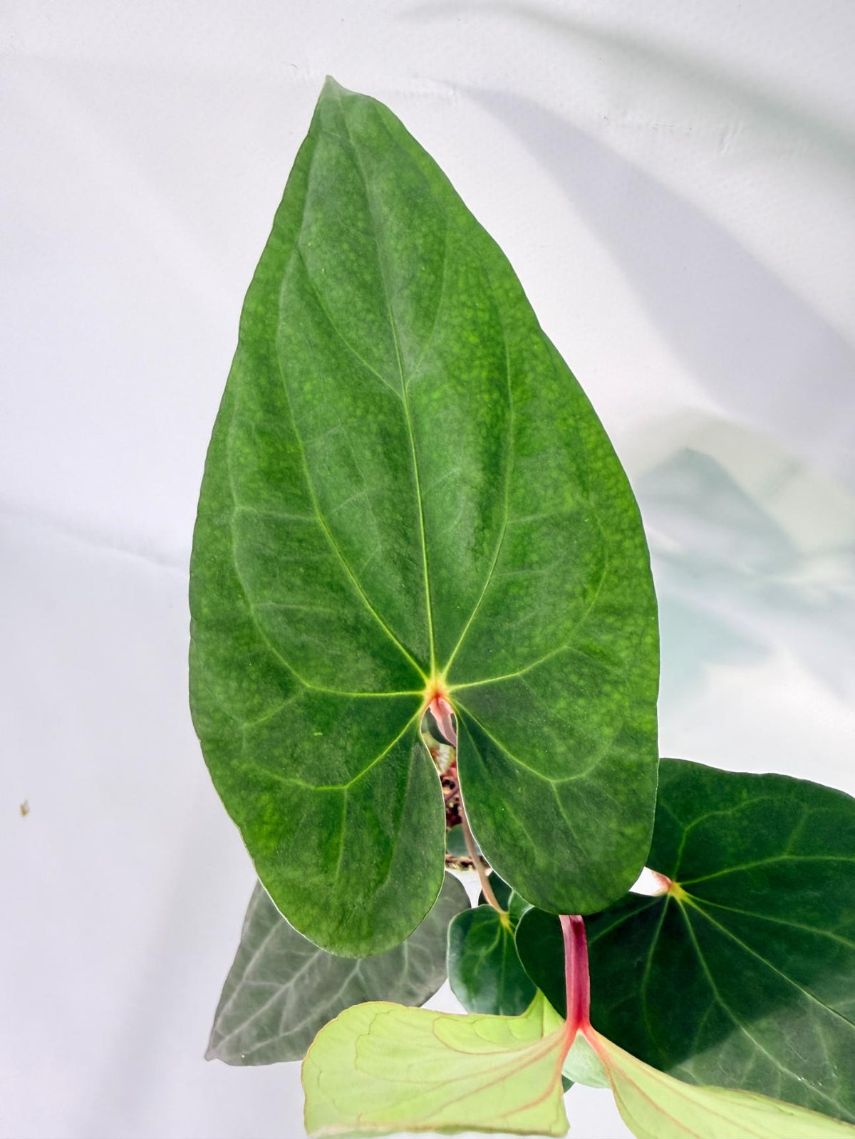Anthurium Vein Dark Phoenix 04