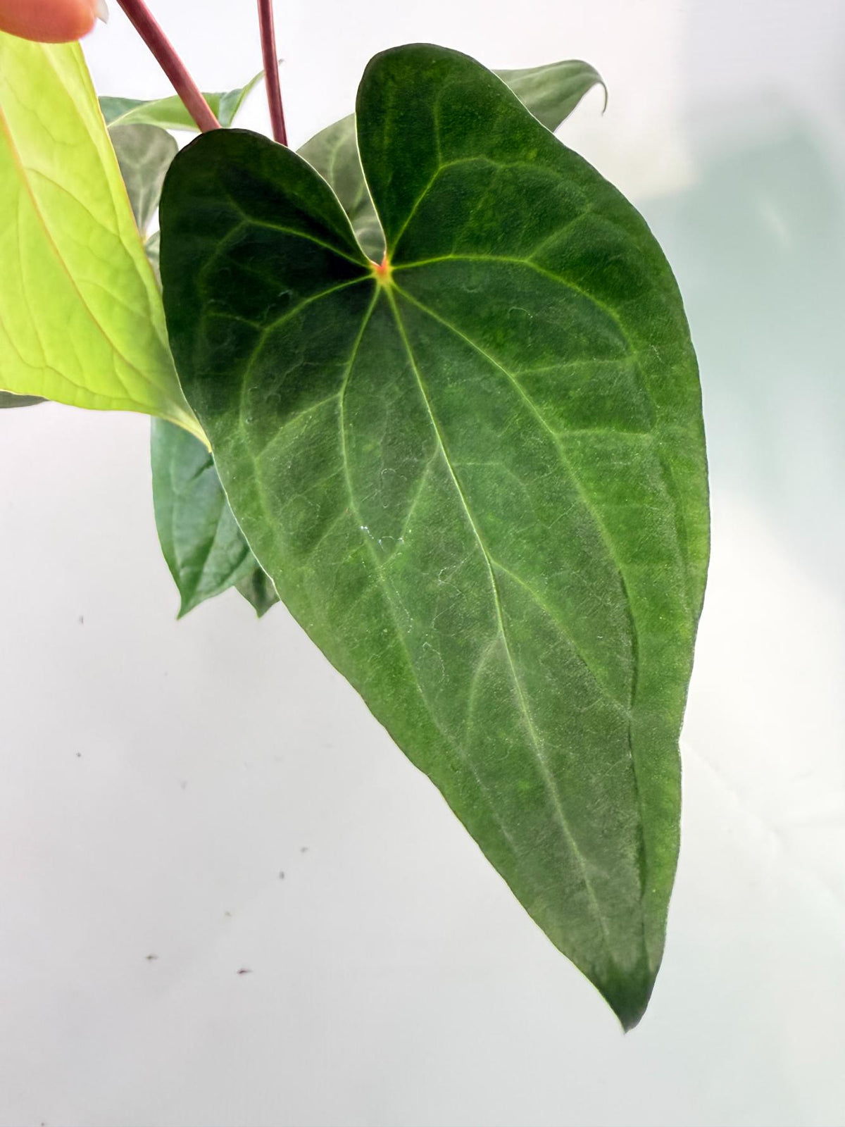 Anthurium Vein Dark Phoenix 05