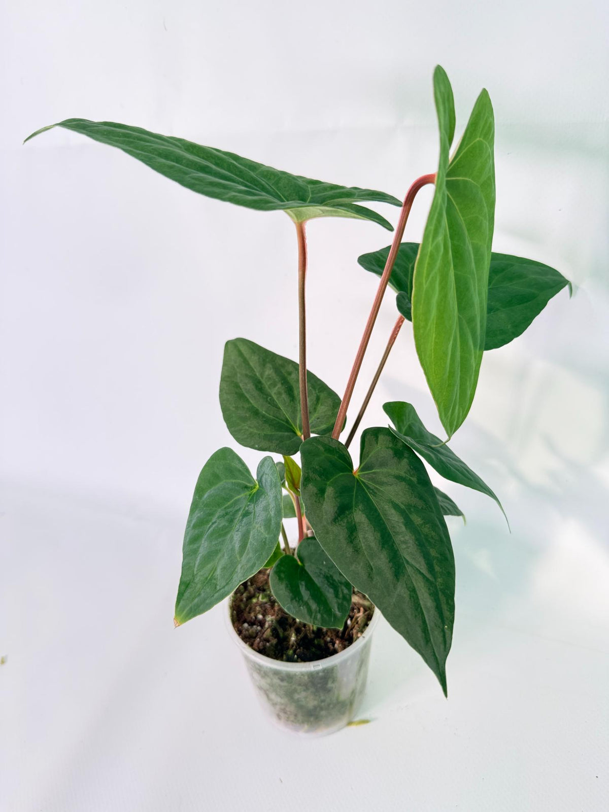 Anthurium Vein Dark Phoenix 06