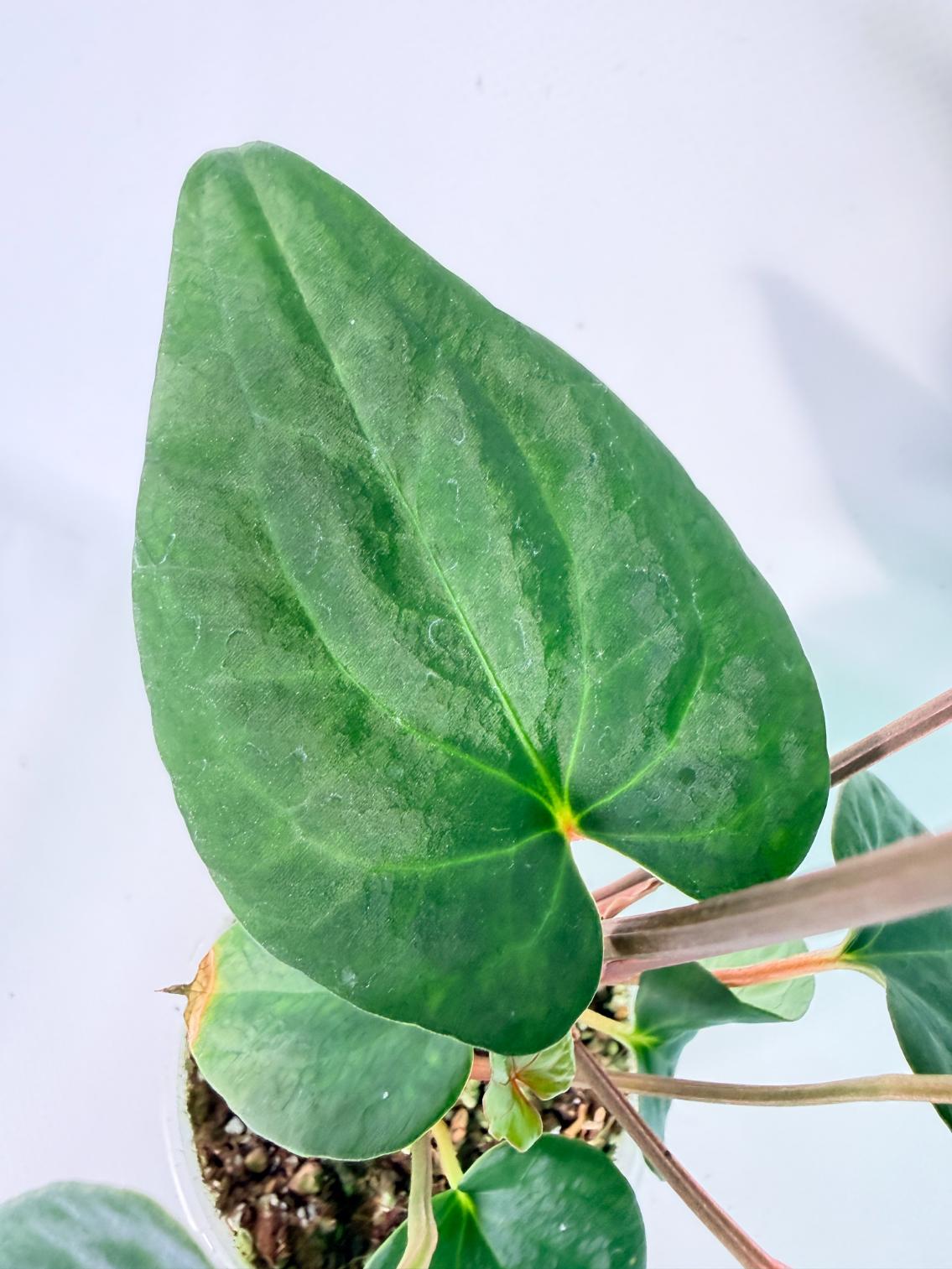 Anthurium Vein Dark Phoenix 07