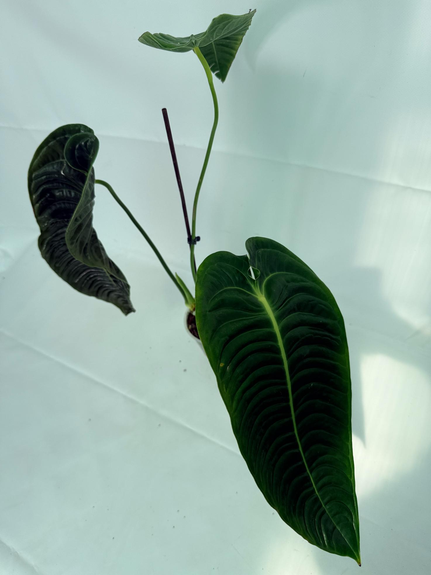 Anthurium veitchii narrow XL 3