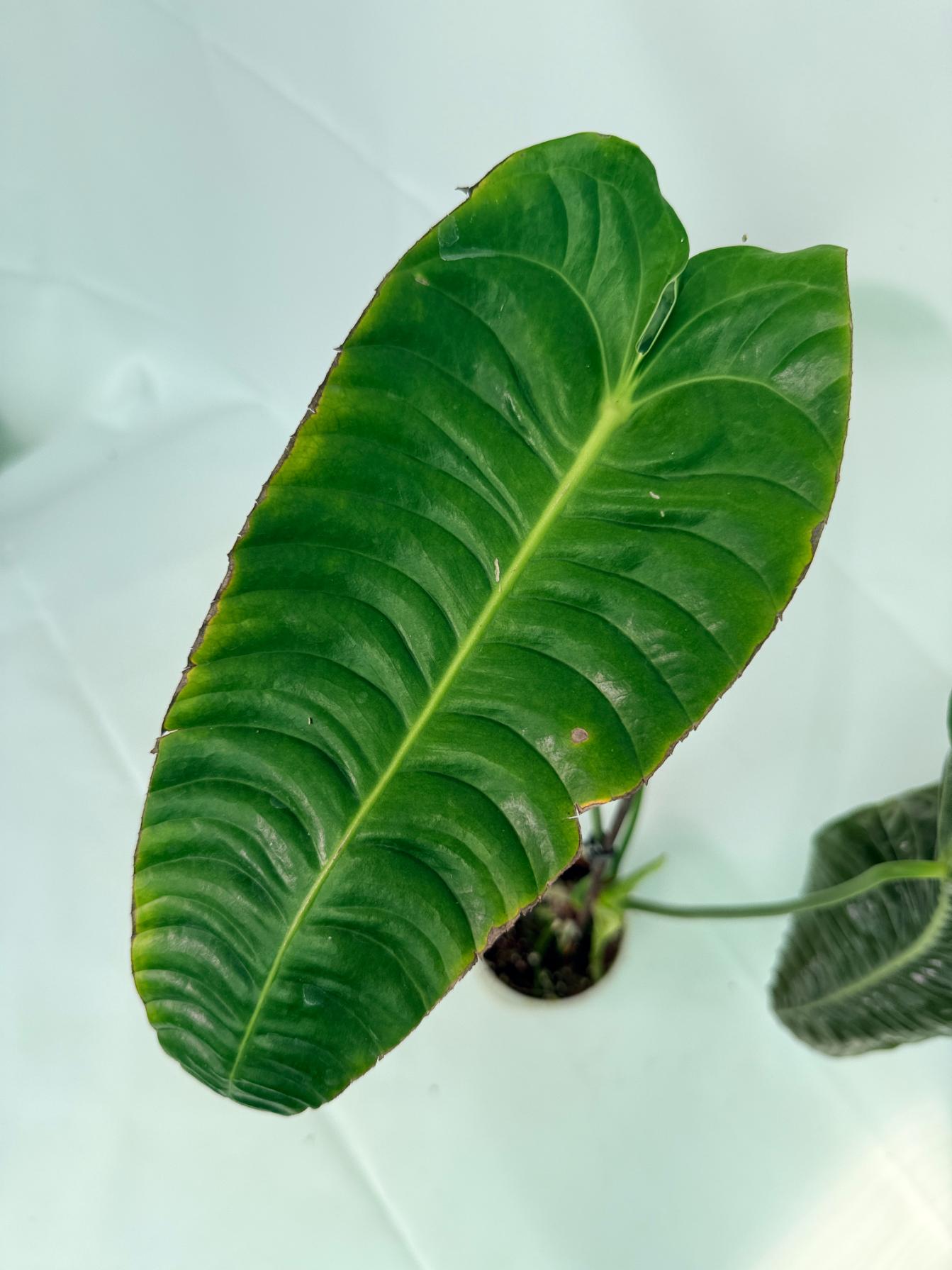 Anthurium veitchii narrow XL 7