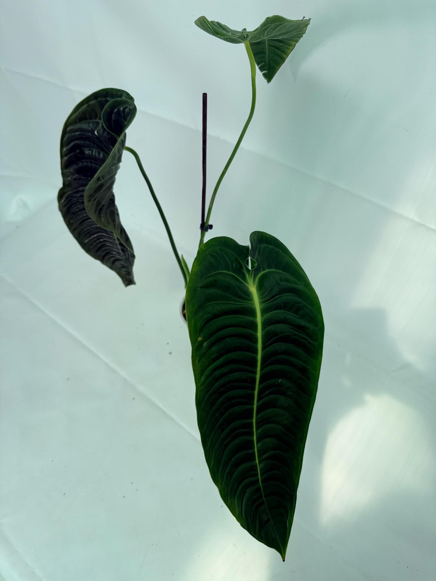 Anthurium veitchii narrow XL 9