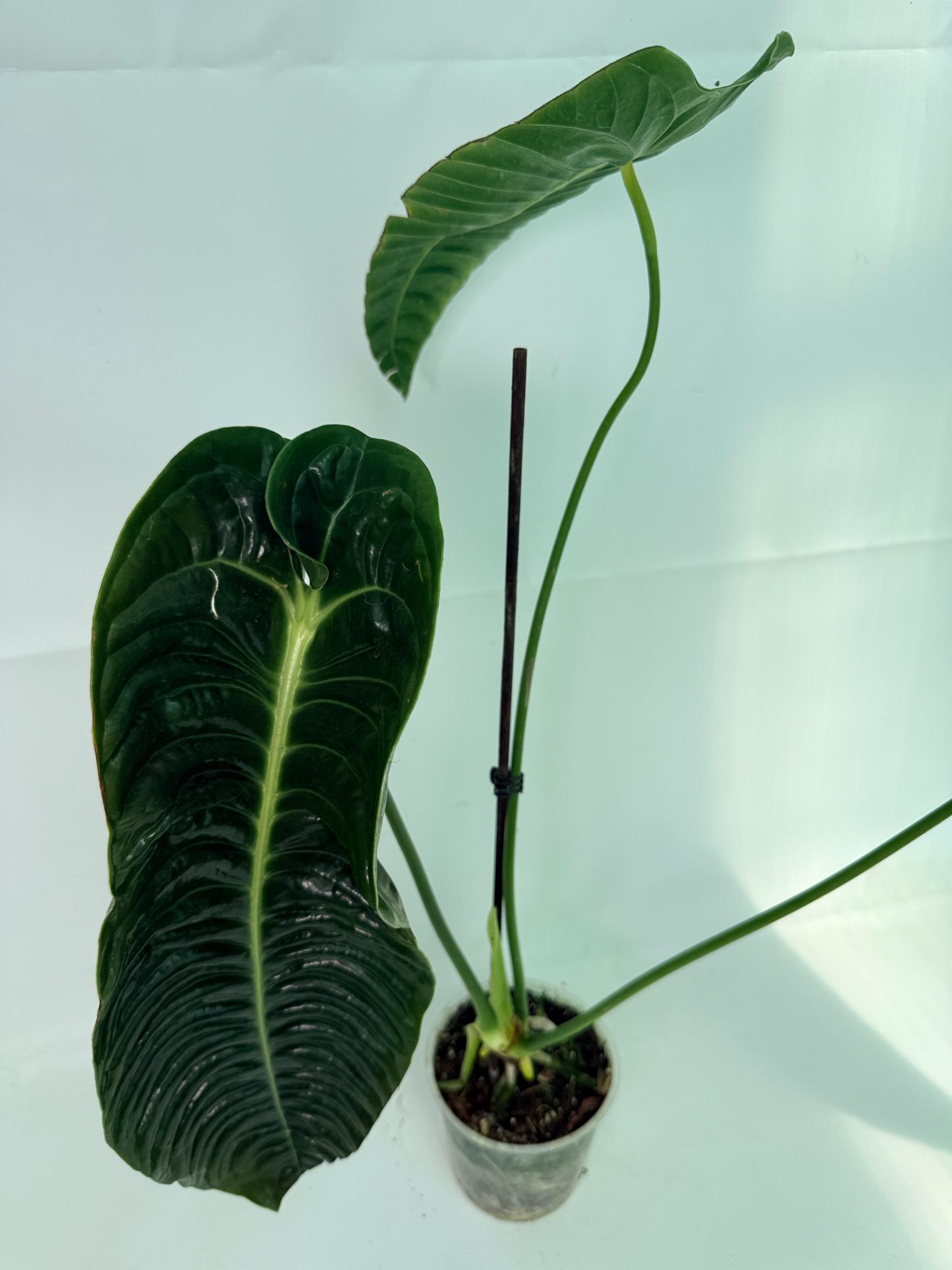 Anthurium veitchii narrow XL 5