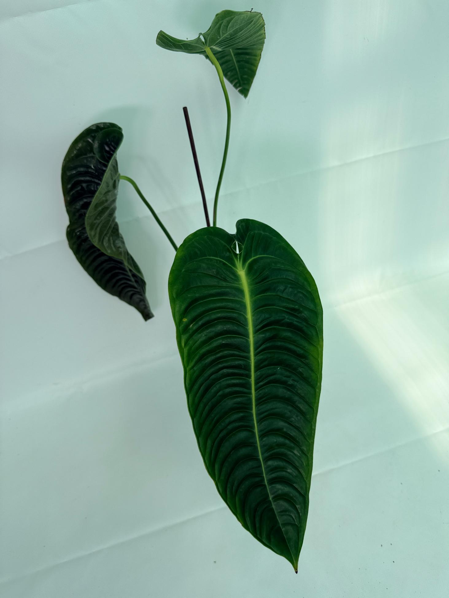 Anthurium veitchii narrow XL 1