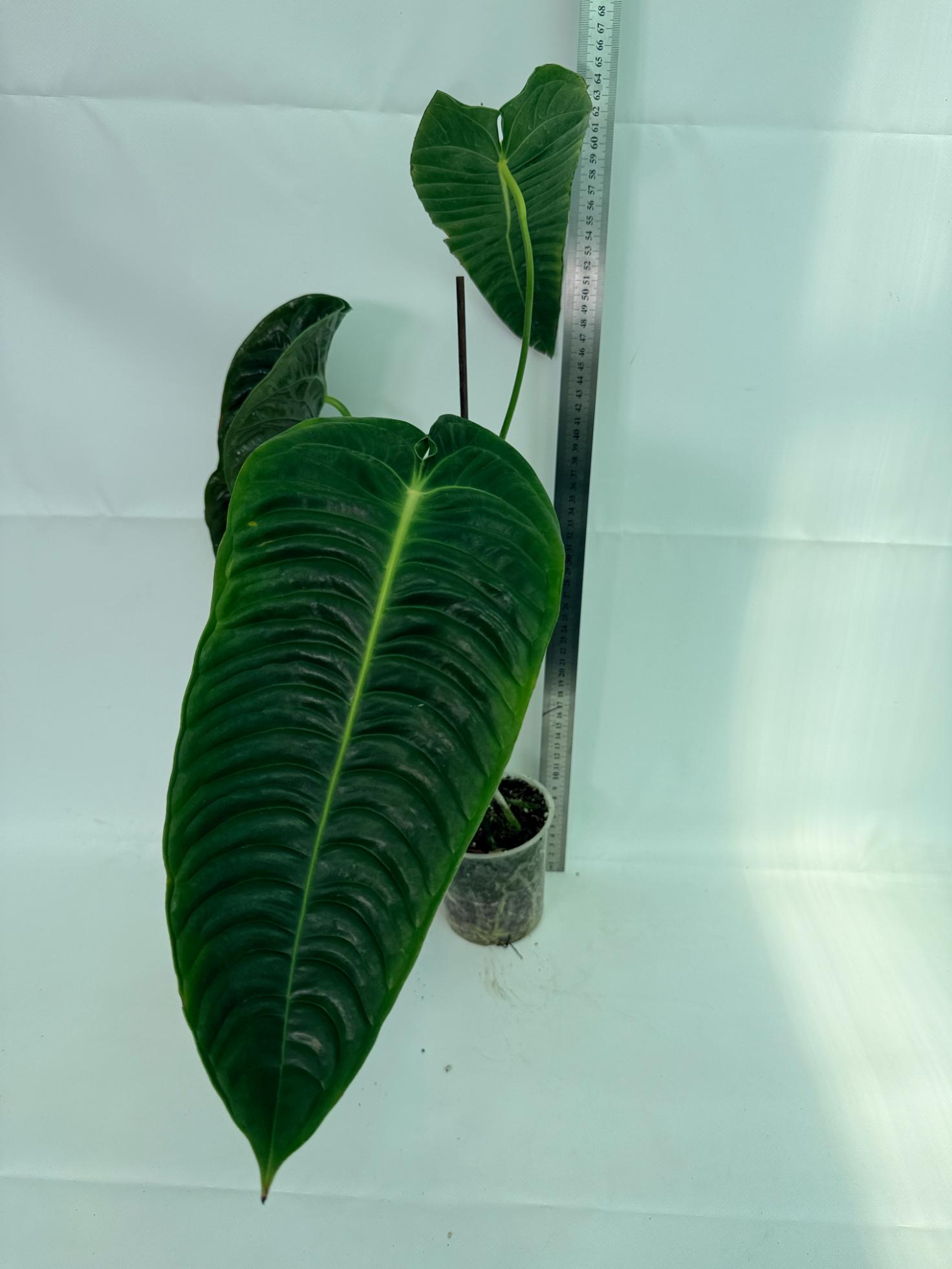Anthurium veitchii narrow XL 6