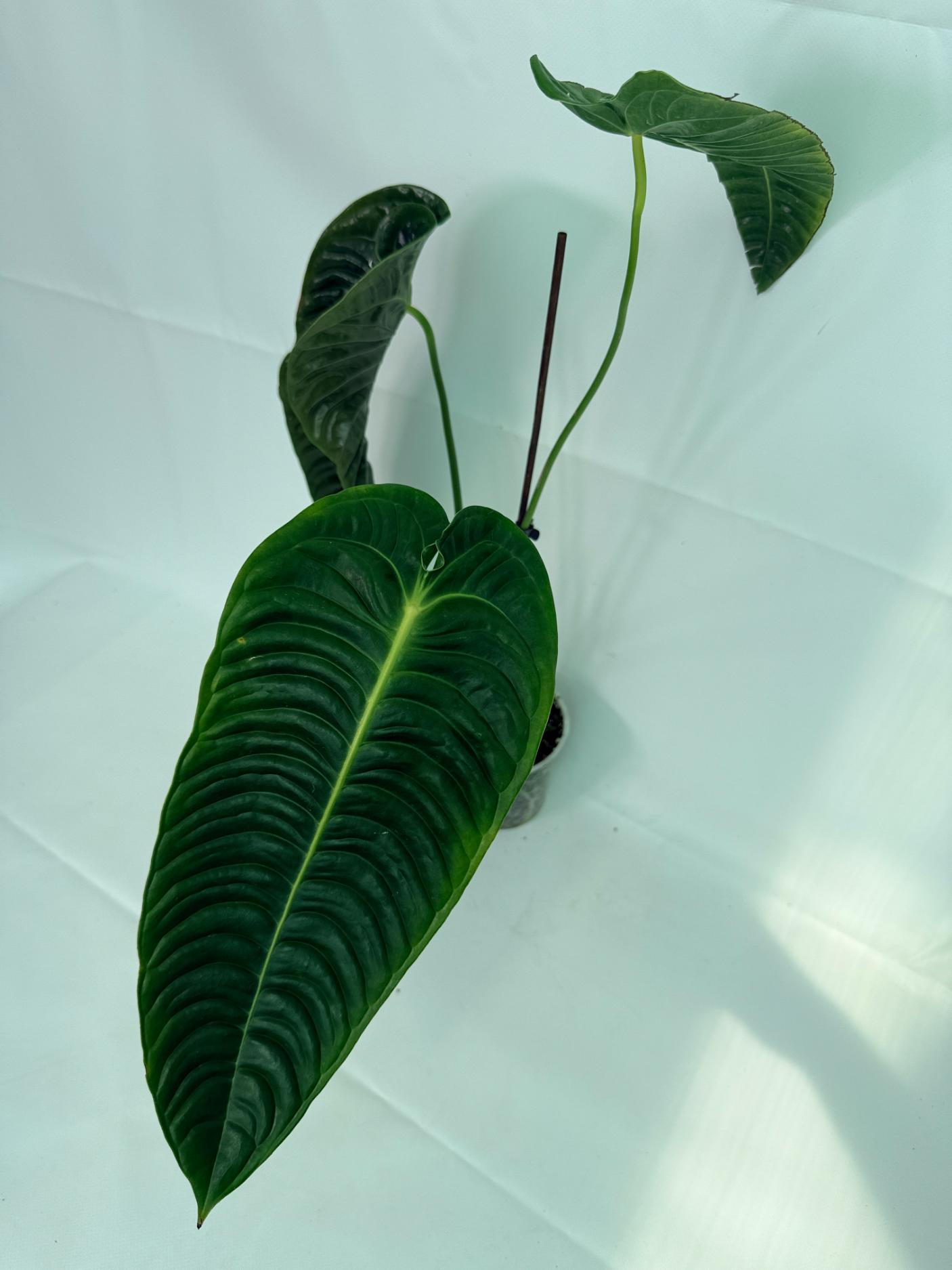 Anthurium veitchii narrow XL 8