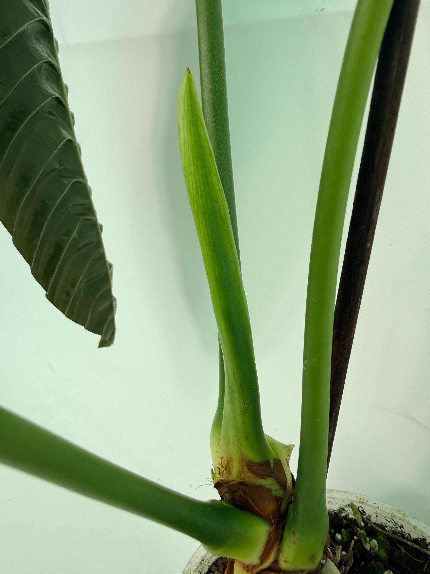 Anthurium veitchii narrow XL 10