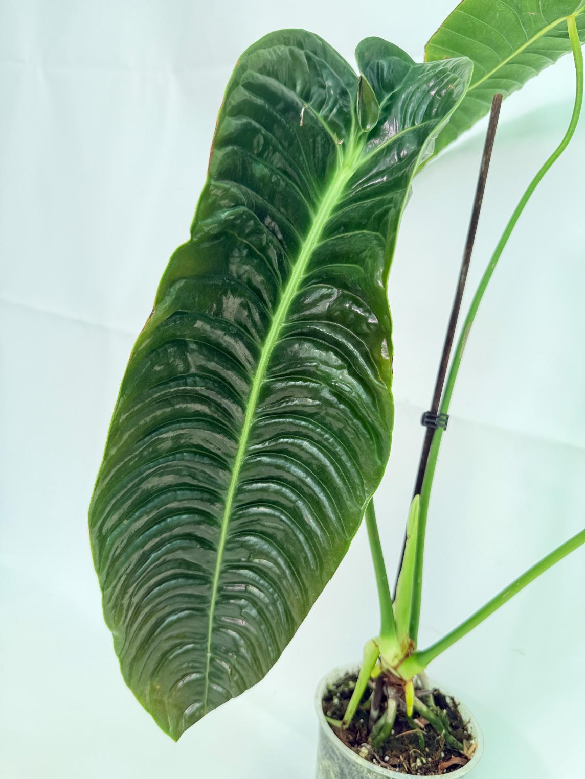 Anthurium veitchii narrow XL 4