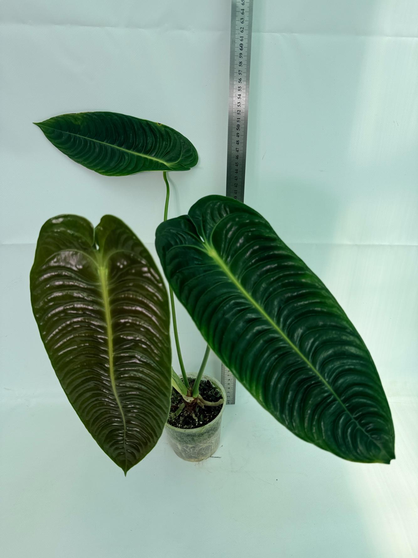 Anthurium veitchii narrow XL 1
