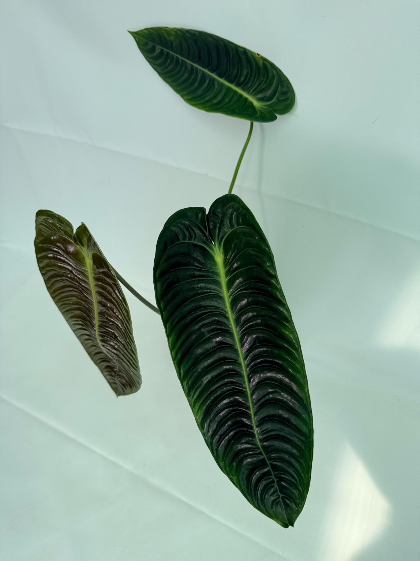 Anthurium veitchii narrow XL 8