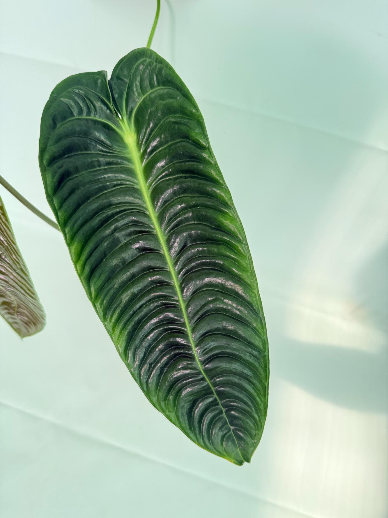 Anthurium veitchii narrow XL 9