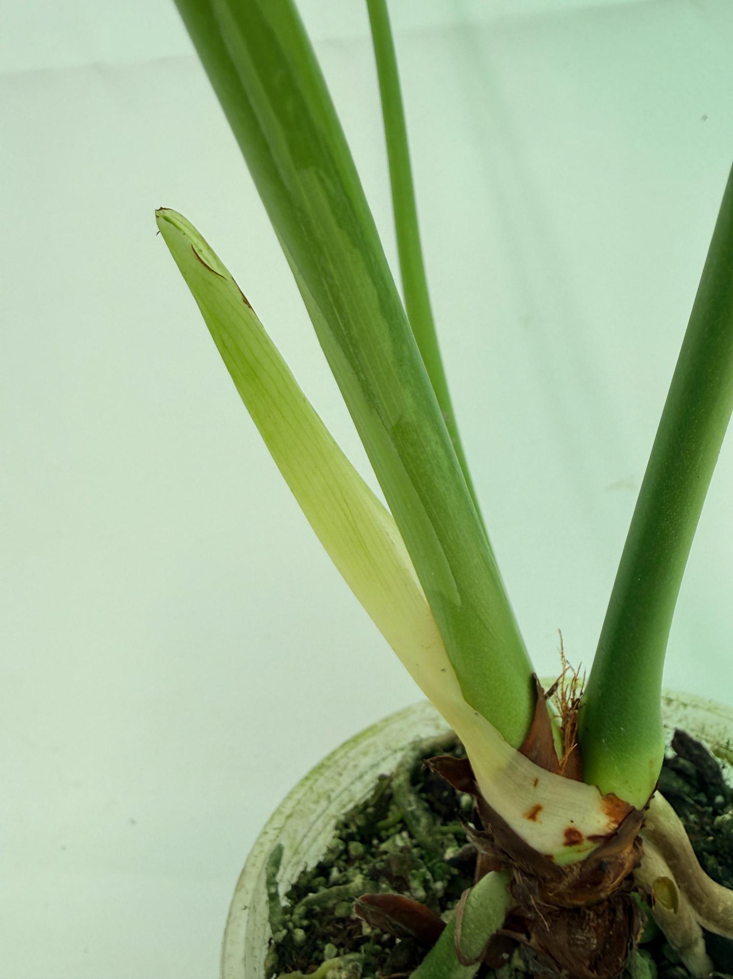 Anthurium veitchii narrow XL 10