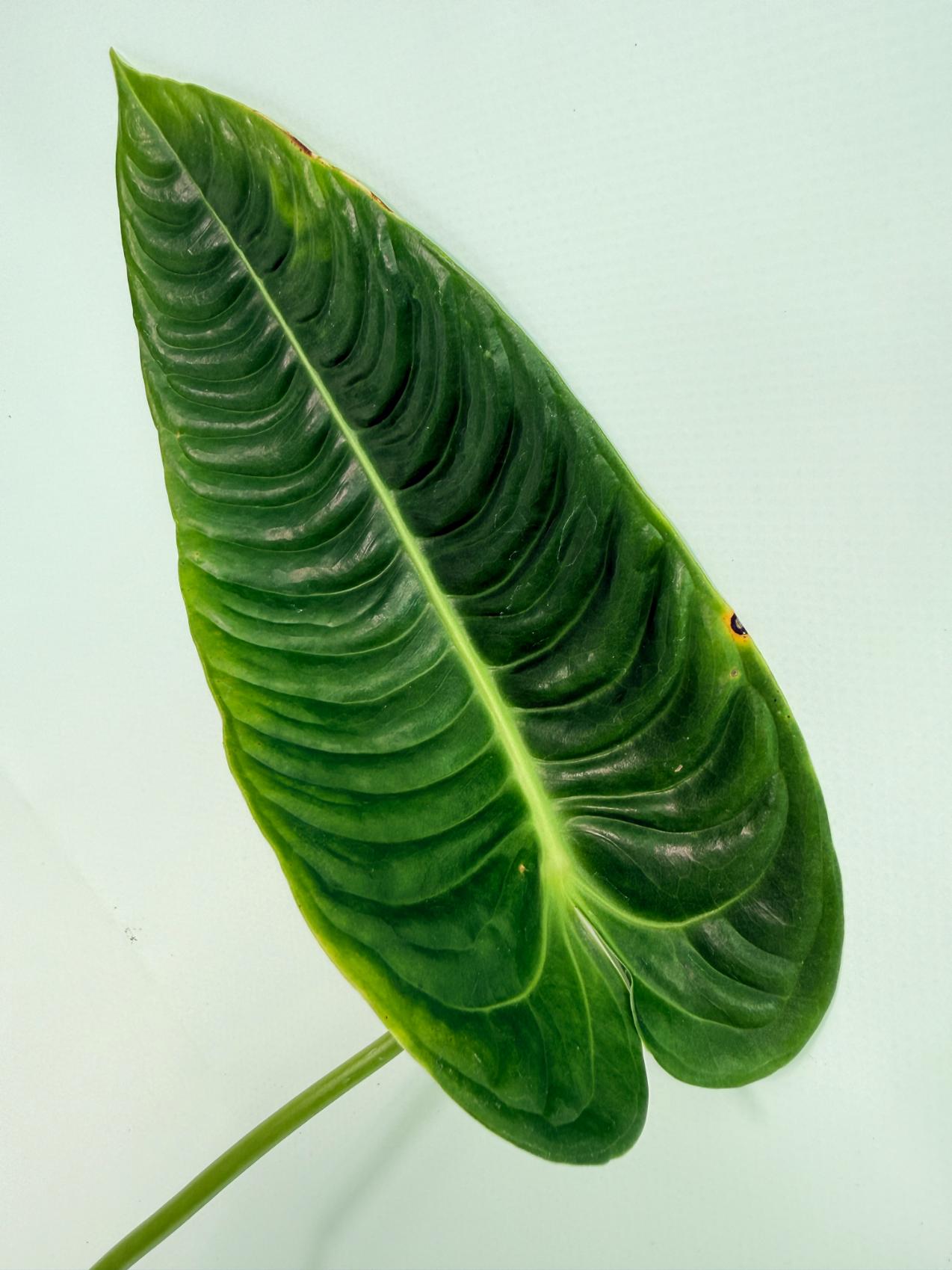Anthurium veitchii narrow XL 3