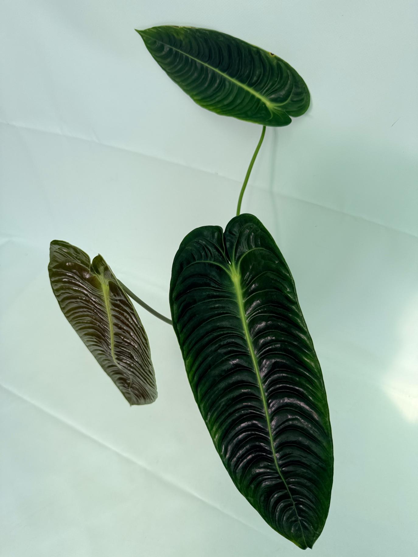 Anthurium veitchii narrow XL 4