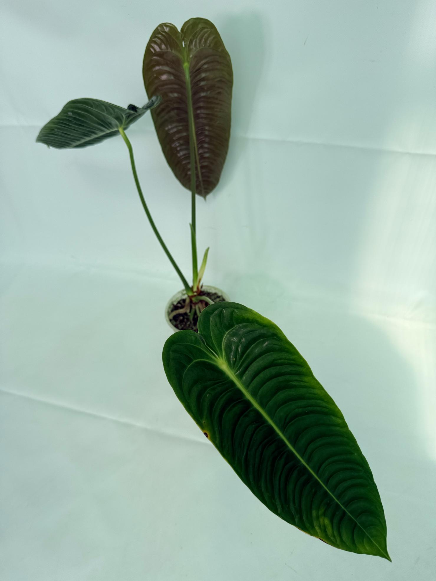 Anthurium veitchii narrow XL 5