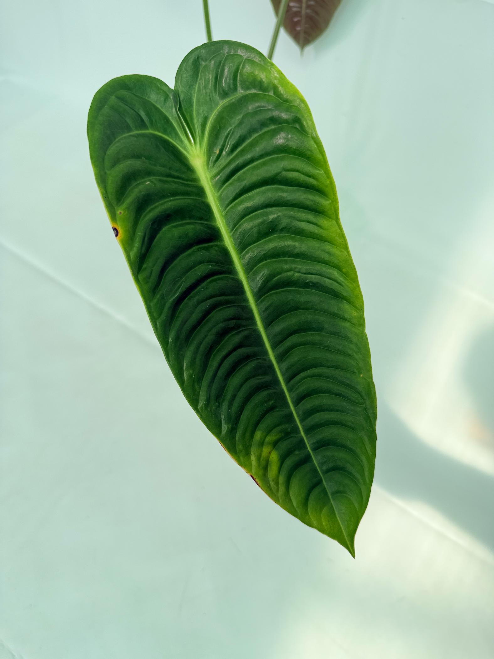 Anthurium veitchii narrow XL 6