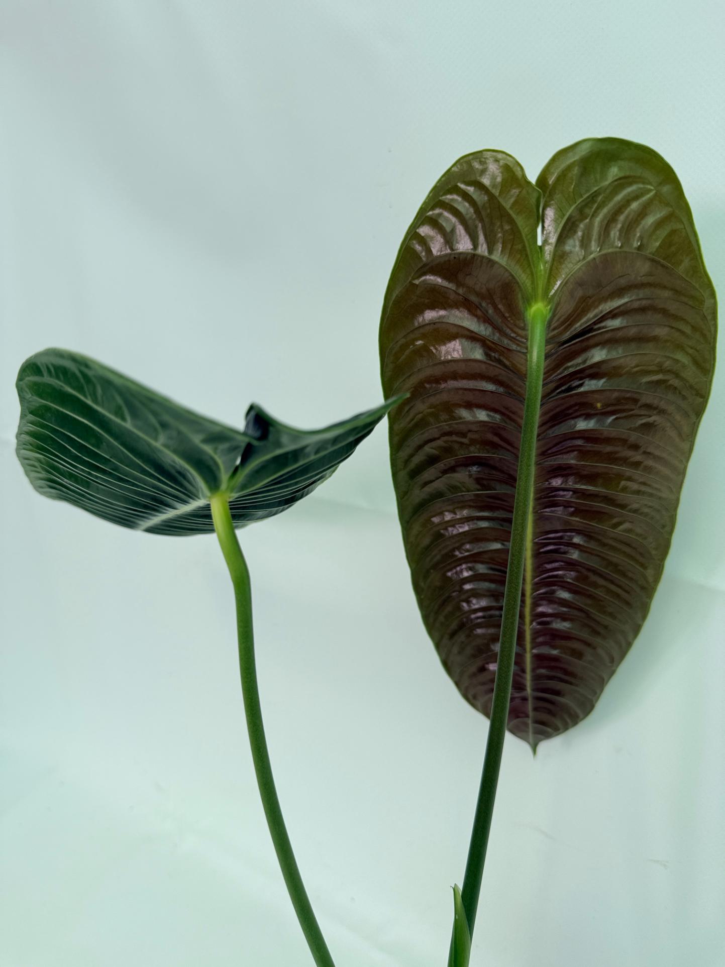 Anthurium veitchii narrow XL 7