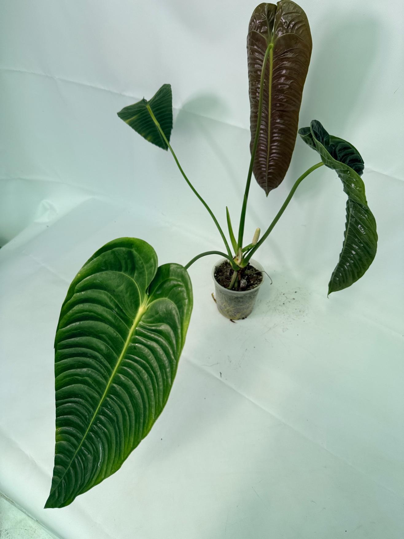 Anthurium veitchii 1