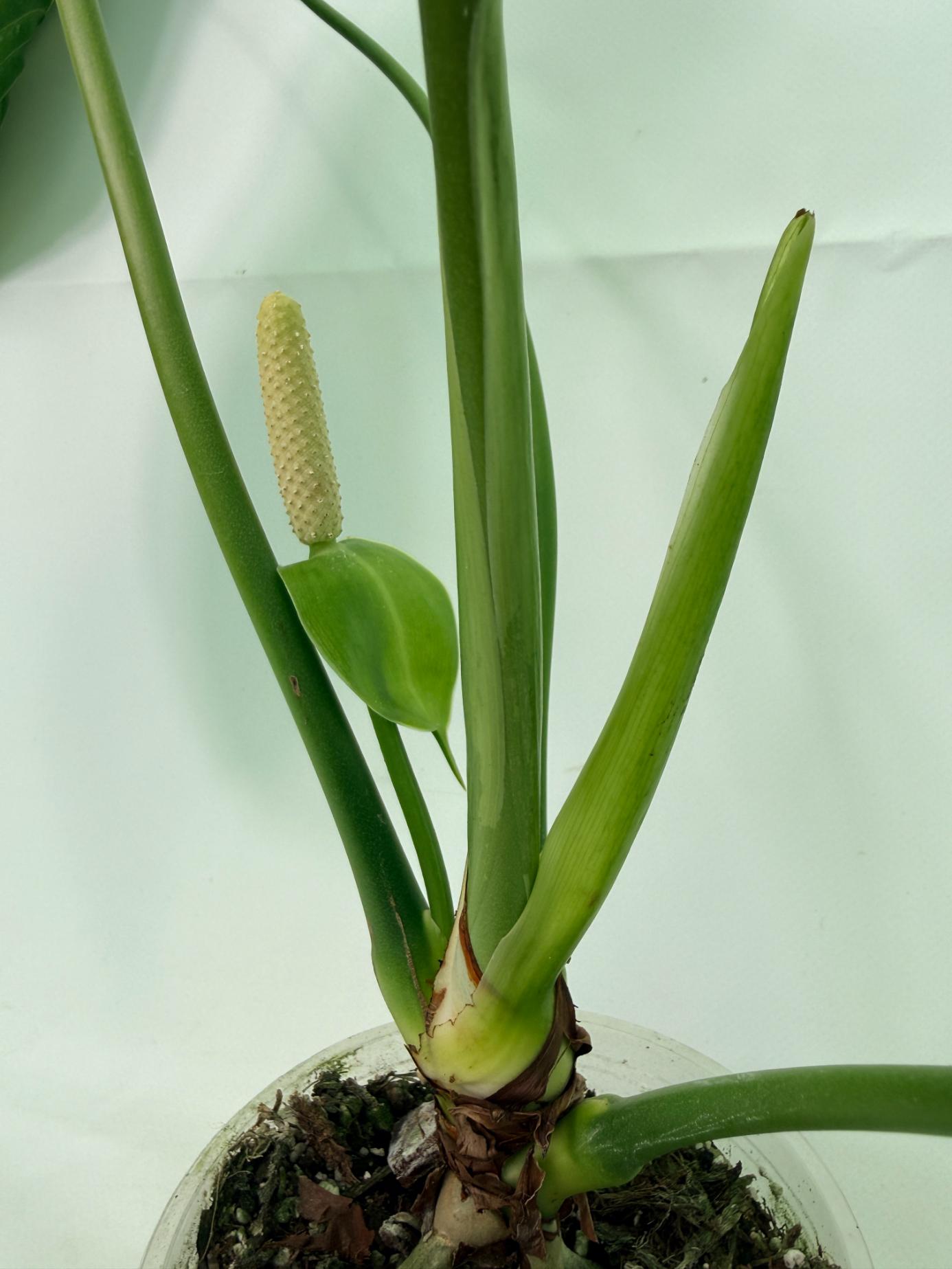 Anthurium veitchii 8