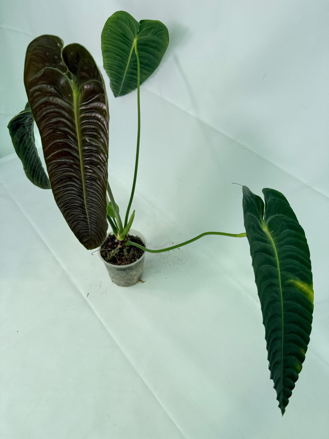 Anthurium veitchii 3