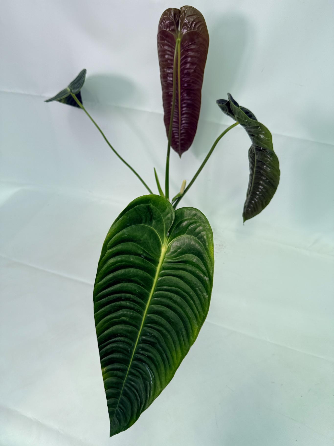 Anthurium veitchii 9