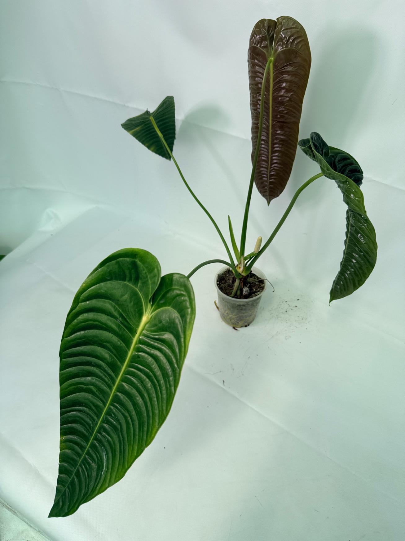 Anthurium veitchii 6