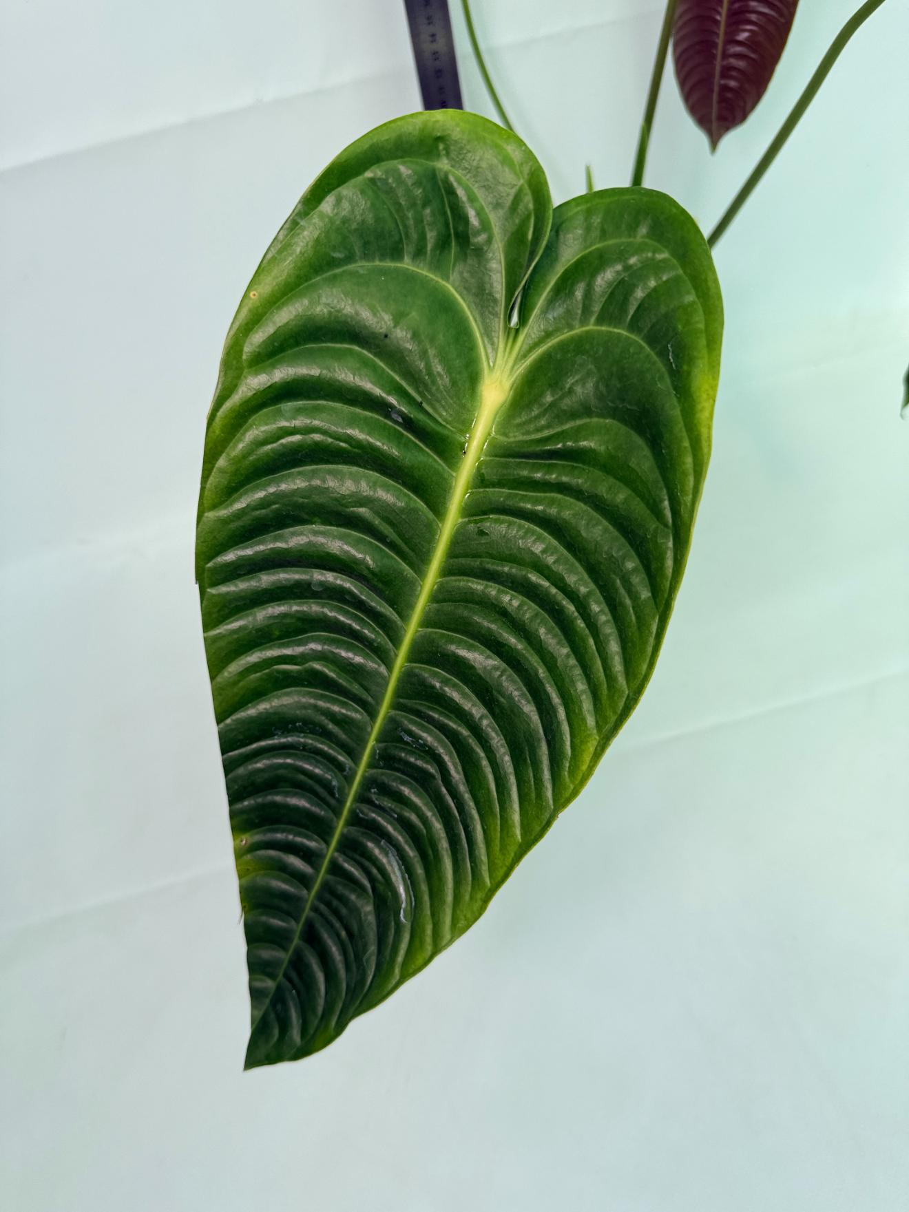 Anthurium veitchii 4