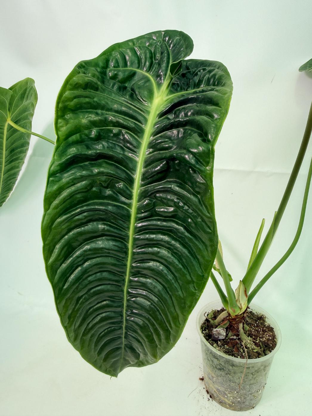 Anthurium veitchii 7