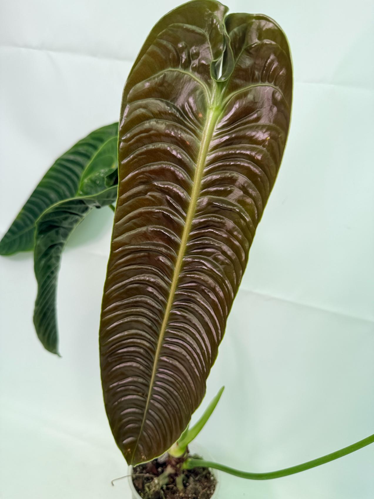 Anthurium veitchii narrow XL | Welovetropicalplants