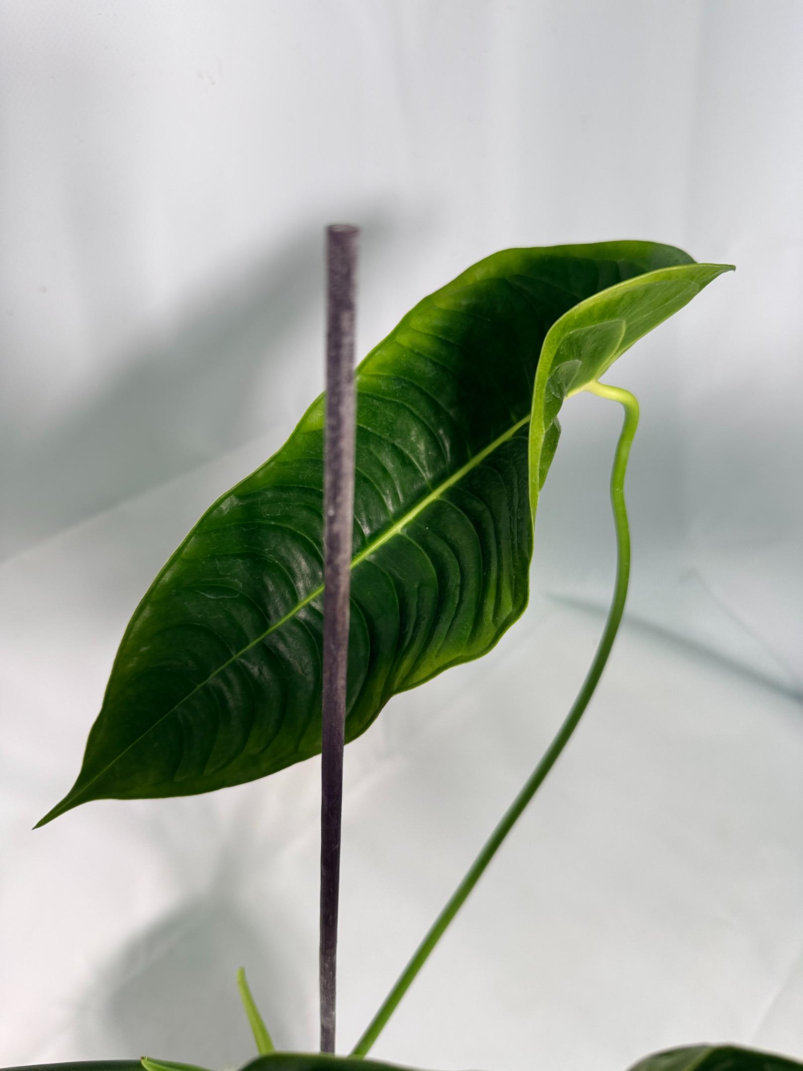 Anthurium veitchii narrow XL 8