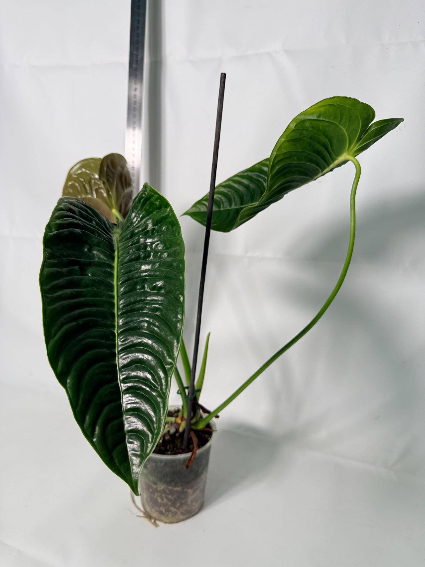 Anthurium veitchii narrow XL 7