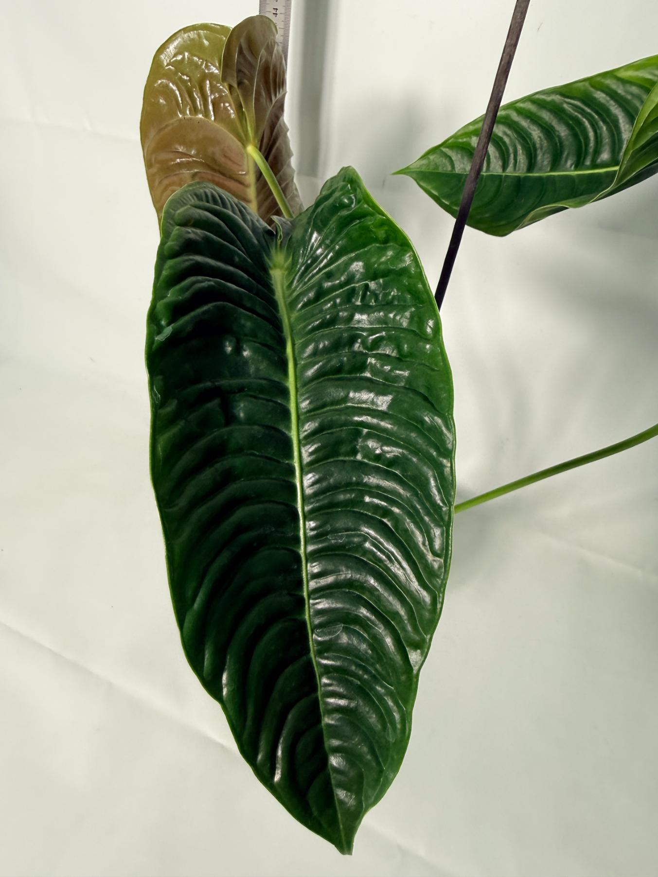 Anthurium veitchii narrow XL 10