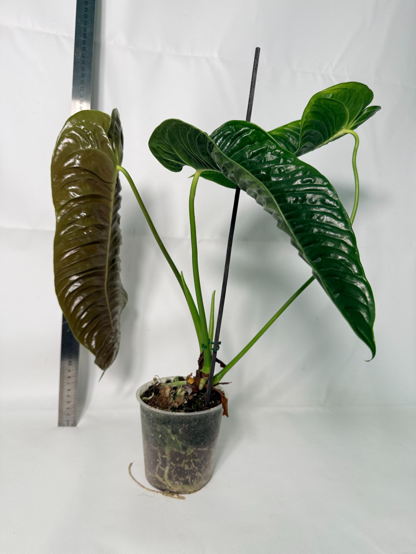 Anthurium veitchii narrow XL 3