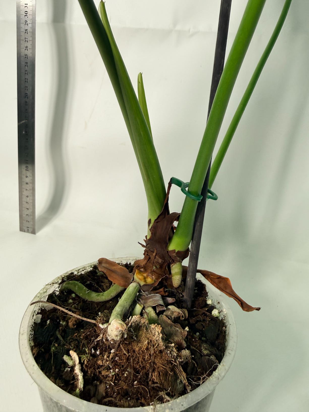 Anthurium veitchii narrow XL 9