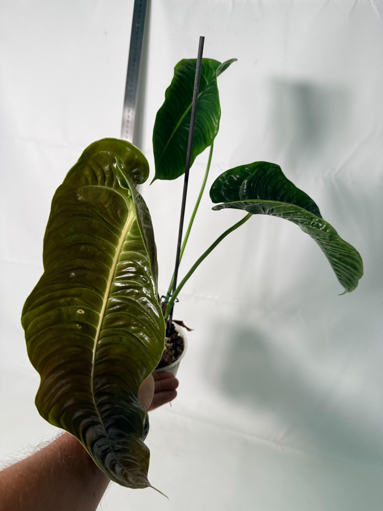 Anthurium veitchii narrow XL 4