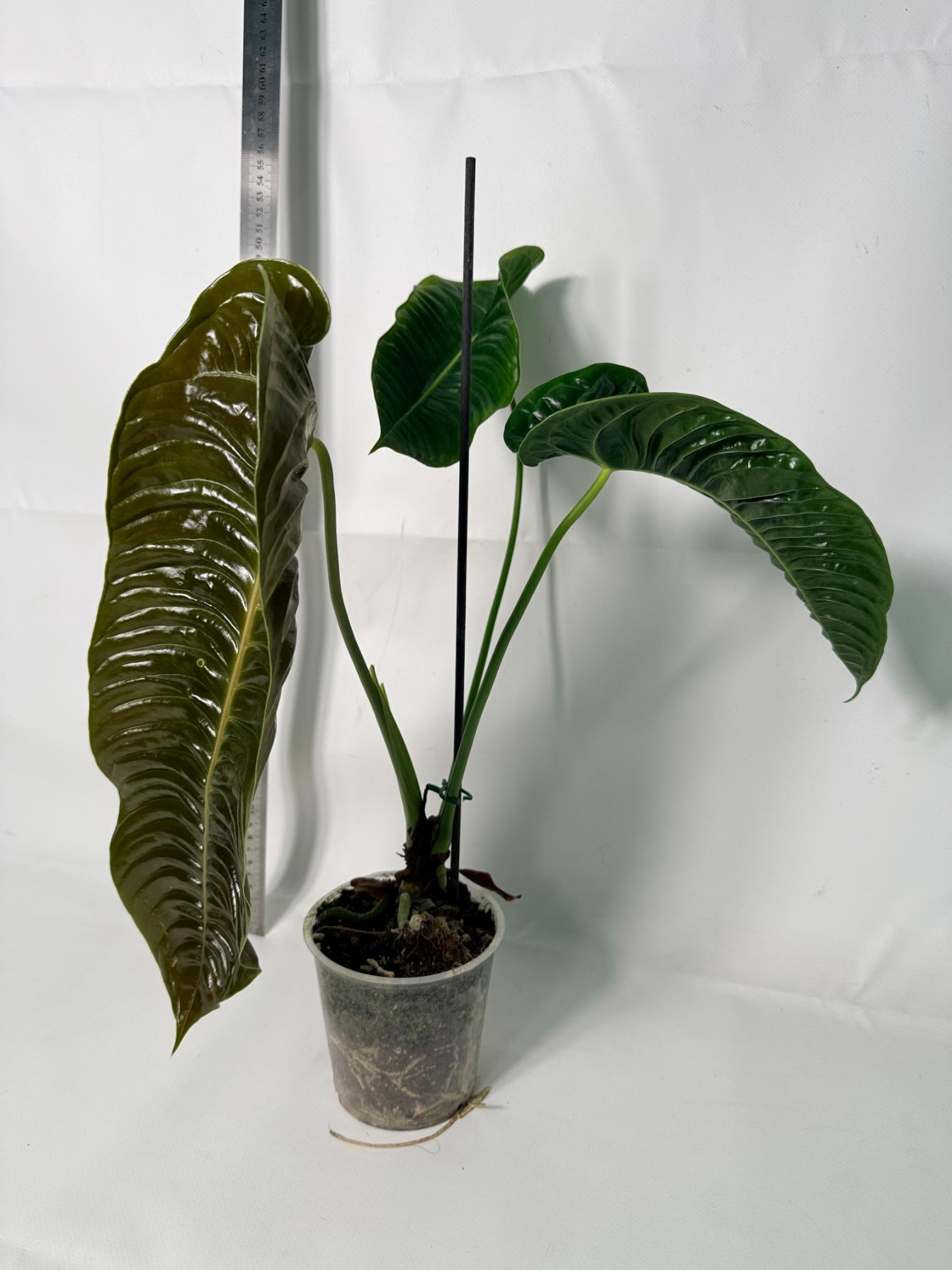 Anthurium veitchii narrow XL 6