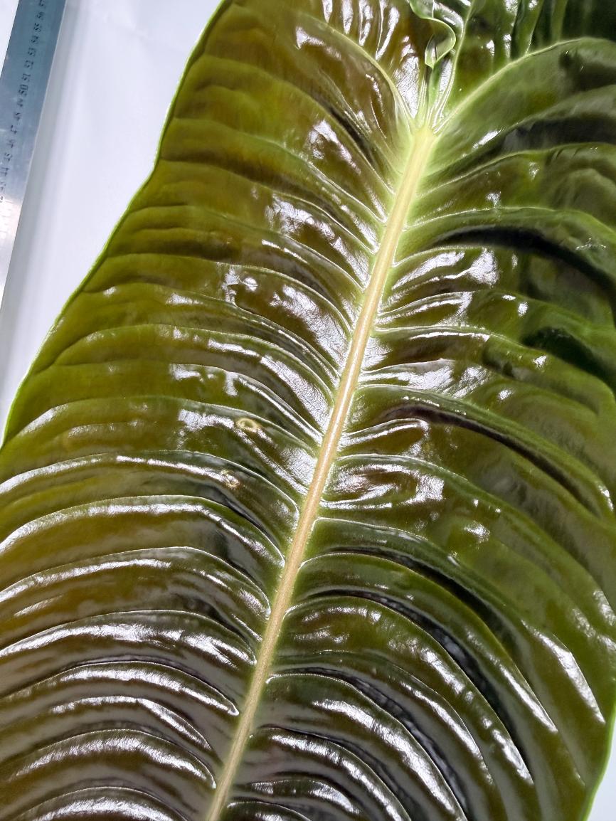 Anthurium veitchii narrow XL 5