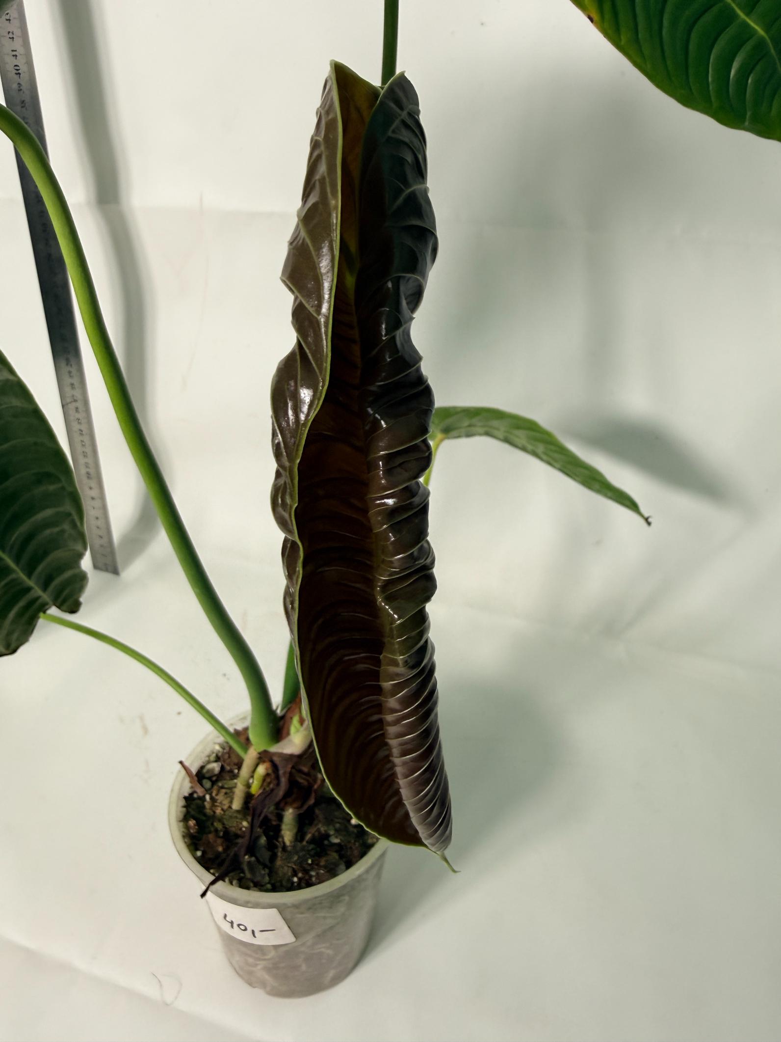 Anthurium veitchii narrow XL 6