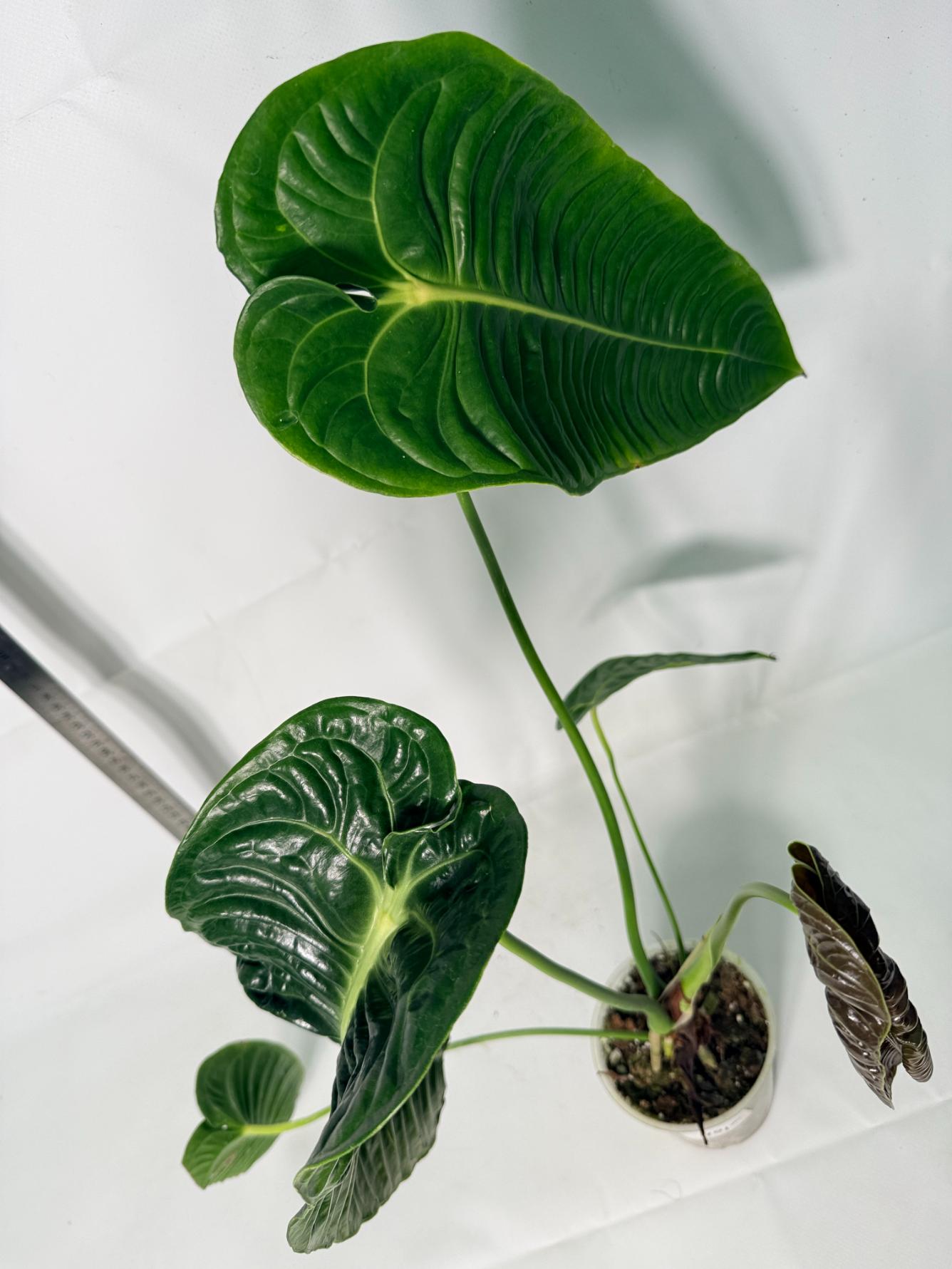 Anthurium veitchii narrow XL 7
