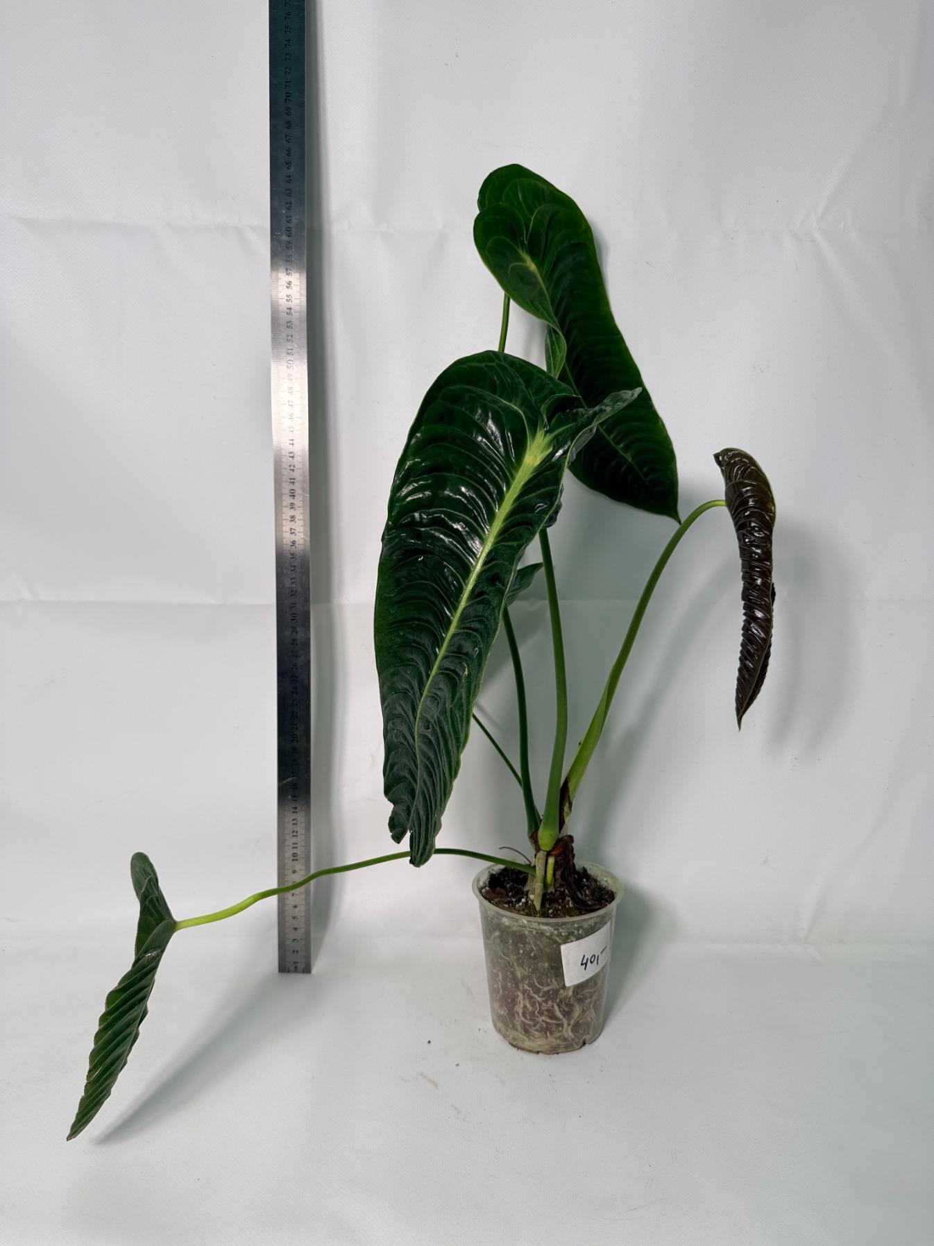 Anthurium veitchii narrow XL 1
