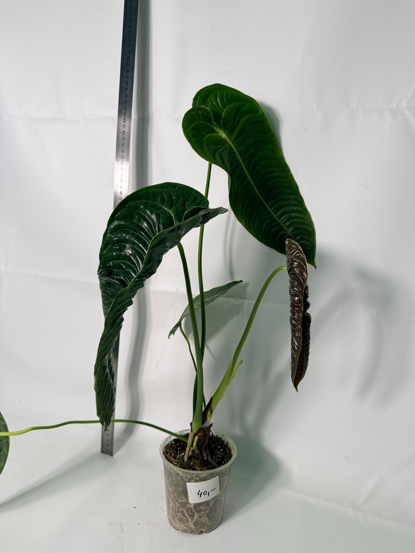 Anthurium veitchii narrow XL 5