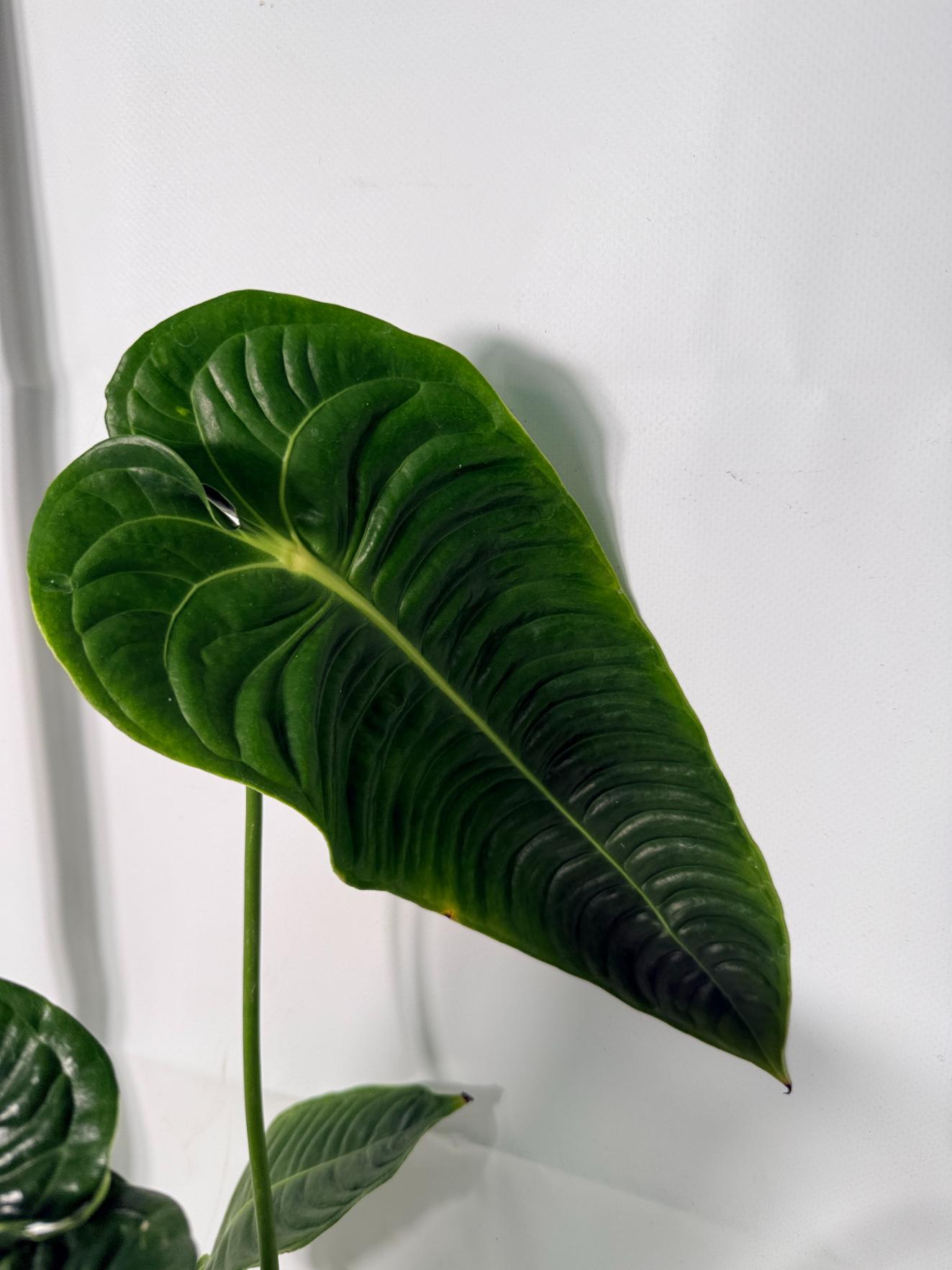 Anthurium veitchii narrow XL 9
