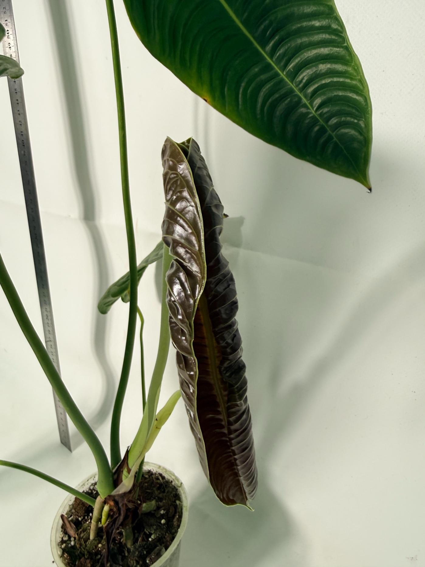 Anthurium veitchii narrow XL 8